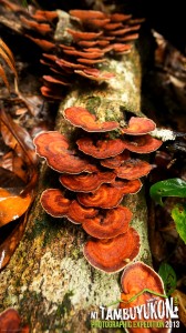 Mount Tambuyukon Expedition  